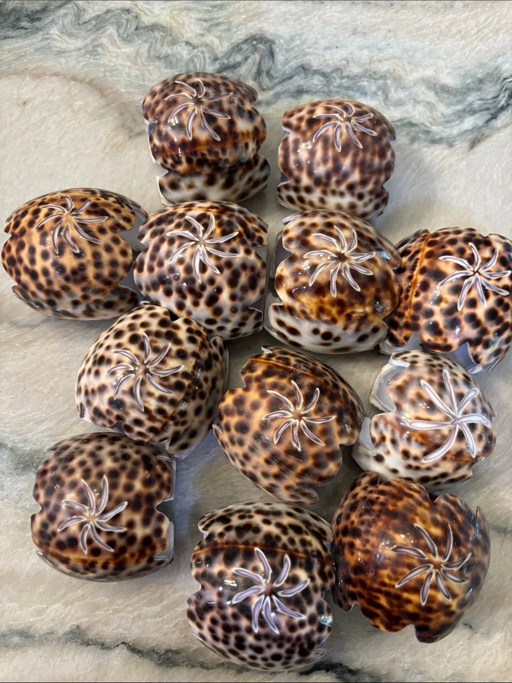 Set Of 12 tiger  Leopard Cowrie Shell Starburst Hand Carved Napkin Rings